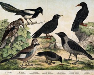 a: Cuervo Manto (Corvus cornix), b: Grajilla Común (Corvus monedula), c: Arrendajo Canal (Garrulus glaudarius), d: Cascanueces Moteado (Nucifraga caryocatactes), e: Chova Piquigualda (Pyrrohocorax alpinus), f: Chova Piquirroja (Pyrrhocorax pyrrhocorax) - e de Unknown artist