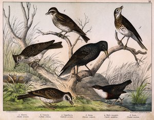 a: Alondra del Norte (Alauda arvensis), b: Alondra Lulu (Lullula arborea), c: Cappellaccia (Galerita cristata), d: Estornino Sansonnet (Sturnus Vulgaris), e: Pato (Cinclus aquaticus), f: Zorzal (Turdus musicus) - en “Historia Natural de las aves”, ed. Hoep de Unknown artist