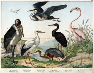 a: Flamenco (Phoenicopterus roseus), b: Cigüeña blanca (Ciconia alba), c: Cigüeña negra (Ciconia nigra), d: Marabú (Leptoptilus crumenifer), e: Garza blanca (Ardea cinerea), f: Garza roja (Ardea purpurea) - en "Historia Natural de las Aves", ed. Hoepli, Mi de Unknown artist