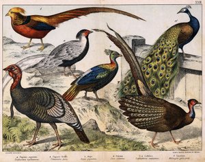 a: Faisán plateado (Euplocamus nycthemerus), b: Faisán dorado (Thaumalea picta), c: Faisán majestuoso (Argus giganteus), d: Pavo real azul (Pavo cristatus), e: Lophophorus impeyanus, f: Pavo (Meleagris gallo-pavo), en "Historia Natural de las Aves", ed. Ho
