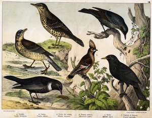 a: Zorzal (Turdus viscivorus), b: Zorzal (Turdus pilaris), c: Mirlo (Merula torquata), d: Mirlo Azul (Monticola cyanus), e: Mirlo (Merula nigra), f: Ampelis Bohemio (Ampelis garulus) - en “Historia Natural de las Aves”, ed. Hoepli, Milán de Unknown artist