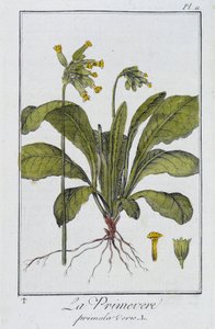 La Primavera (Primula vers) - en “Ejercicios de botánica para uso de los comerciantes”, escrito por J.C. Philibert, Imprenta de Crapelet, París