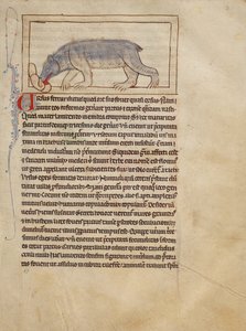 Un Oso