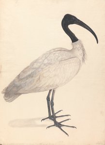 Un pájaro indio blanco y negro, (uno de una pareja) de Unknown artist