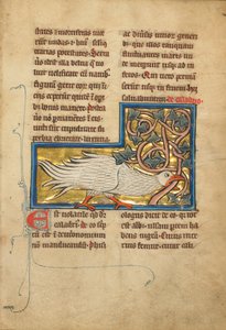 Un pájaro Caladrius de Unknown artist
