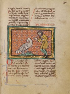 Un pájaro Caladrius