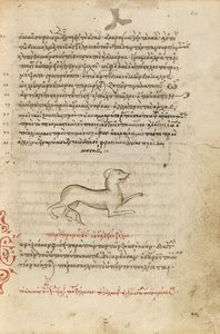 Un perro