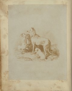 [Un grupo de cinco perros]