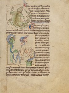 Un lagarto; salamandras de Unknown artist