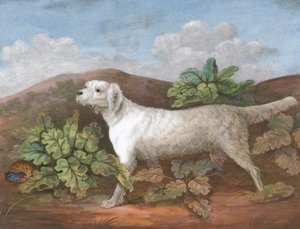 Un Setter: Mirando a la izquierda, con una perdiz escondida entre las endibias a la izquierda. de Unknown artist