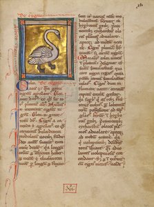 Un cisne de Unknown artist