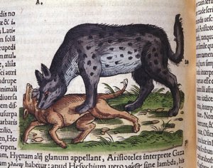 Una hiena atacando a un perro de Historiae animalium de Konrad Gesner, Tiguri
