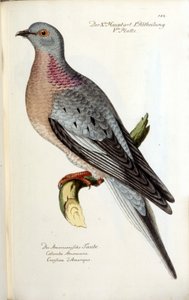 Una paloma migratoria, ahora extinta. Tabla zoológica según Fritsch. de Unknown artist