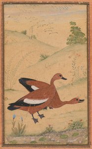 Un par de patos Brahminy de Unknown artist