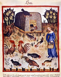 Una joven en un patio bajo alimenta gallinas y gallos. Iluminación del 