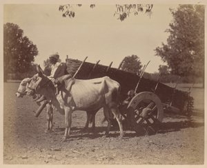 Carro agrícola, Guzerat de Unknown artist