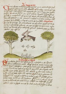 Un águila sobrevolando un enjambre de insectos de Unknown artist
