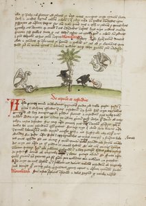 Un águila se apodera de un caracol; un cuervo picotea un caracol de Unknown artist