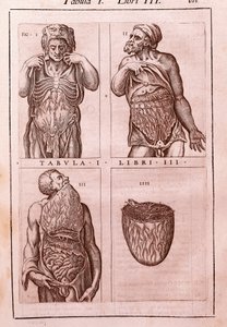 Tabla anatómica que representa: las dimensiones, músculos del abdomen, intestinos y estómago. Grabado en "Anatomia Corporis Humani" de Juan Valverde De Amusco (1525-1588). Tabla I, Libro III. Barcelona. Biblioteca de Catalunya. de Unknown artist