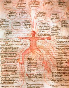 Carta anatómica que ilustra la circulación sanguínea
