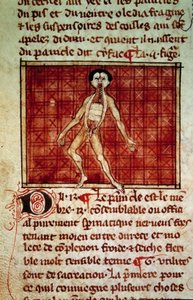 Figura anatómica: piel, pecho abierto. Miniatura del manuscrito “Cirugía” (Folio 11v) escrito por Henri de Mondeville (cirujano de Felipe el Hermoso profesor de anatomía)