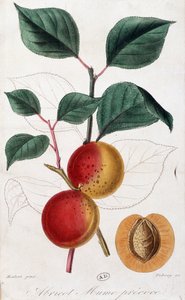 Albaricoque - lámina botánica de Unknown artist