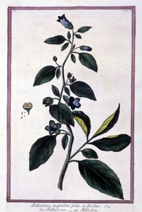 Belladona, flores y bayas. Planta venenosa utilizada en medicina. Grabado de un herbario del siglo XIX. de Unknown artist