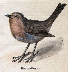 Aves útiles para la agricultura: Petirrojo de Unknown artist