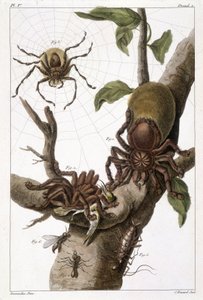 Lámina botánica: 1) Araña de Surinam en guayaba y capullo de oruga 2) misma araña devorando un colibrí, de ahí el nombre Aranea avicularia Linn 3) Cazador de arañas de Linneo, Surinam 4) Hormiga de Surinam 5) Ninfa de esta hormiga 6) Hormiga alada - en "Es de Unknown artist
