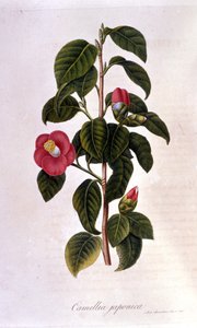 Lámina botánica: Camelia de Japón. Grabado del siglo XIX de Unknown artist