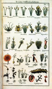 Lámina botánica: Clasificación de plantas por Carl von Linné en 