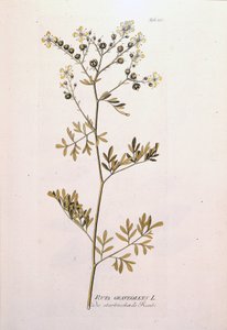 Lámina botánica: ruda oficinal (Ruta graveolens). En 