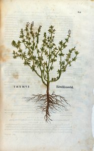 Lámina botánica: Tomillo (Thymus) Herbario de Leonhard Fuchs, “Historia Stirpium”, Basilea de Unknown artist