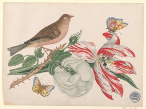 Pájaro marrón en rama con rosa, tulipán e insectos