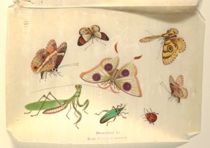 Mariposas y otros insectos