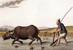 China, arando cultivos de arroz con bueyes - en “El Traje Antiguo y Moderno” de Jules Ferrario de Unknown artist