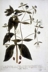 Planta de semilla de café en un herbario del siglo XIX. de Unknown artist