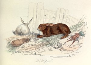 "Completes de Buffon" con la nomenclatura de Linneene y la clasificación de Cuvier: Les animaux: Le rabbit (grabado) de Unknown artist
