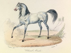 "Completes de Buffon" con la nomenclatura de Linneene y la clasificación de Cuvier: Les animaux: Cheval Arabe (grabado)