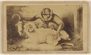 [Copia de un cuadro que representa a un mono sujetando a una rata por la cola delante de un pequeño perro blanco]. de Unknown artist