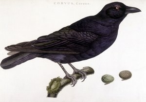 Cuervo Corone - tabla de historia natural