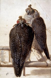 Pareja de halcones. Dibujo del siglo XVIII. de Unknown artist