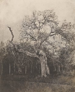[Árbol torcido de hojas escasas] de Unknown artist