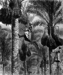 Recolección de dátiles en Ceilán (actual Sri Lanka). Grabado del siglo XIX de Unknown artist