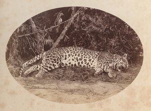 leopardo muerto
