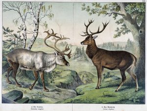 Ciervos - en "Natural History of Mammals", ed. Schreiber