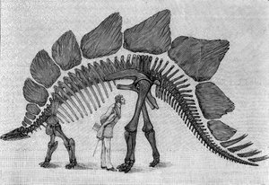 Esqueleto de dinosaurio: “Stegosaurus ungulatus”, marzo. Jurásico Superior de las Montañas Rocosas. Reproducción del dibujo comunicado por el Sr. March a Albert Gaudry del Instituto. Grabado en “La Nature: revue des sciences et de leurs applications aux de Unknown artist
