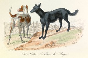 Perro y Matin, dos animales clasificados por Linneene y Cuvier (grabado)