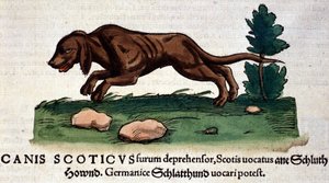 Perro de Historia Animalium por Conrad Gesner, Tiguri 1560. Biblioteca Nacional Braidense. Milán de Unknown artist
