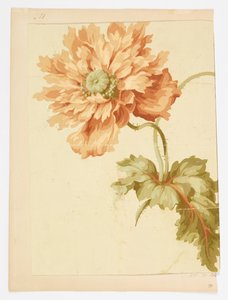 Dibujo de Unknown artist